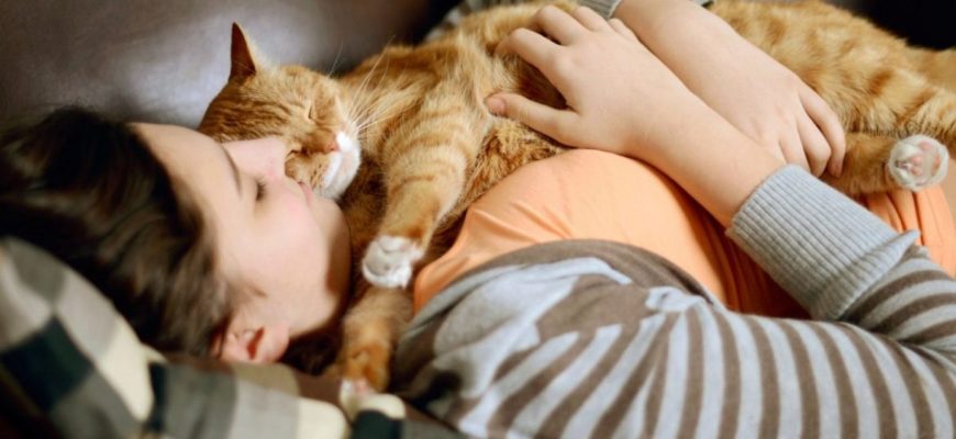 7 причин почему кошки спят на человеке